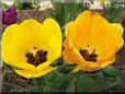 yellow orange tulip flower