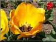 yellow orange tulip flower