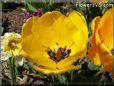 yellow bloomed tulip flower