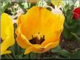 yellow orange tulip flower