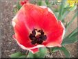 red black tulip flower