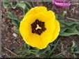 yellow bloomed tulip flower