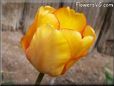 yellow orange tulip flower