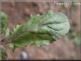 arugula leaf