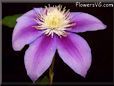 purple clematis flower