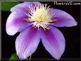 purple clematis flower