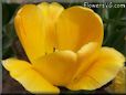 yellow bloomed tulip flower