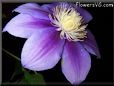 purple clematis flower