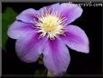 purple clematis flower