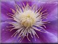 purple clematis flower