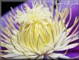 purple clematis flower