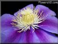 purple clematis flower