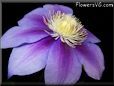 purple clematis flower