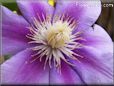 purple clematis flower