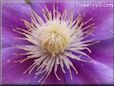 purple clematis flower