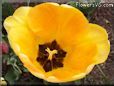 yellow bloomed tulip flower