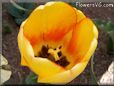 yellow red tulip flower