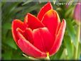 red tulip flower