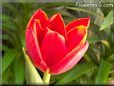 red tulip flower