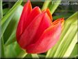 red tulip flower
