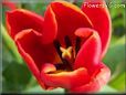 red tulip flower
