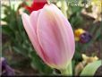 pink tulip flower