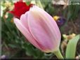 pink tulip flower