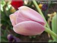 pink tulip flower