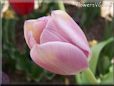 pink tulip flower