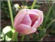 pink tulip flower