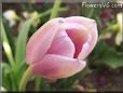 pink tulip flower