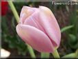 pink tulip flower