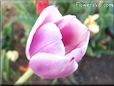 pink tulip flower