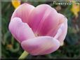 pink tulip flower