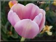 pink tulip flower