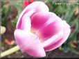 pink tulip flower