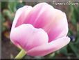 pink tulip flower