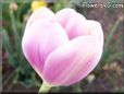 pink tulip flower