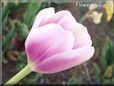 pink tulip flower