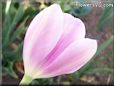 pink tulip flower