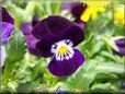 purple pansy flower