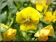 yellow pansy flower