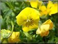 yellow pansy flower