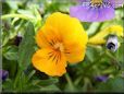 light orange pansy flower