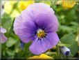 purple blue pansy flower