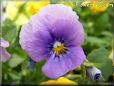 purple blue pansy flower