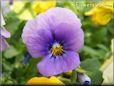 purple blue pansy flower