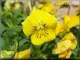 yellow pansy flower