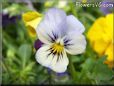 blue purple pansy flower