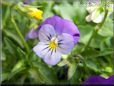 light blue pansy flower